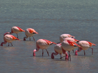 flamingos feeding Laguna Colorado, Potosi Department, Bolivia, South America