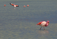 goodbye flamingo Laguna Colorado, Potosi Department, Bolivia, South America