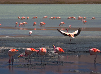 view--dance of flamingo Laguna Colorado, Potosi Department, Bolivia, South America