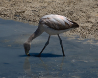 baby flamingo Laguna Colorado, Potosi Department, Bolivia, South America