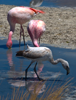 flamingo family Laguna Colorado, Potosi Department, Bolivia, South America
