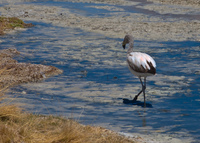 little flamingo Laguna Colorado, Potosi Department, Bolivia, South America