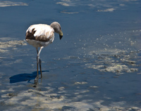 view--child flamingo Laguna Colorado, Potosi Department, Bolivia, South America