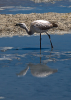 flamingo orphan Laguna Colorado, Potosi Department, Bolivia, South America