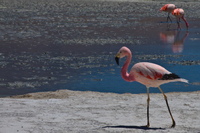 happy flamingo Laguna Colorado, Potosi Department, Bolivia, South America