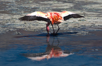 dancing flamingo Laguna Colorado, Potosi Department, Bolivia, South America