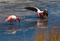threat of flamingo Laguna Colorado, Potosi Department, Bolivia, South America