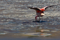 flamingo in sulphur lake Laguna Colorado, Potosi Department, Bolivia, South America