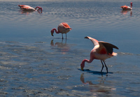 more flamingos Laguna Colorado, Potosi Department, Bolivia, South America