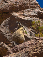 long tail vizcacha rabbits Laguna Colorado, Potosi Department, Bolivia, South America