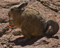 long tail vizcacha rabbits eating carrots Laguna Colorado, Potosi Department, Bolivia, South America