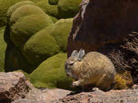 view--long tail vizcacha rabbit Laguna Colorado, Potosi Department, Bolivia, South America