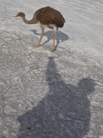 emu and my shadow Salar de Uyuni, Potosi Department, Bolivia, South America