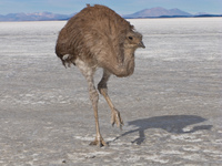 emu in salt lake Salar de Uyuni, Potosi Department, Bolivia, South America