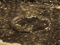 puma marking Samaipata, Santa Cruz, Santa Cruz Department, Bolivia, South America
