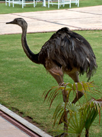 emu in hotel Samaipata, Santa Cruz Department, Bolivia, South America