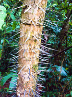 spiked tree Samaipata, Santa Cruz Department, Bolivia, South America