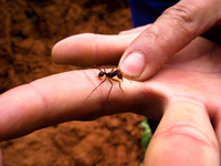 fire ant Samaipata, Santa Cruz Department, Bolivia, South America
