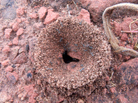 fire ant colony Samaipata, Santa Cruz Department, Bolivia, South America