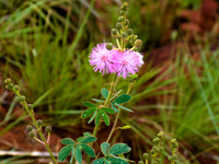 pink flowers Samaipata, Santa Cruz Department, Bolivia, South America
