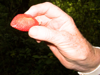 mutated strawberry Samaipata, Santa Cruz Department, Bolivia, South America