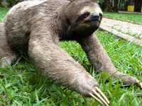 sloth - slow action monster Santa Cruz, Santa Cruz Department, Bolivia, South America