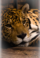 jaguar Santa Cruz, Santa Cruz Department, Bolivia, South America