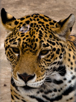lazy jaguar Santa Cruz, Santa Cruz Department, Bolivia, South America