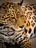 sleeping jaguar Santa Cruz, Santa Cruz Department, Bolivia, South America