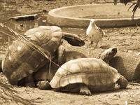 turtle sex Santa Cruz, Santa Cruz Department, Bolivia, South America