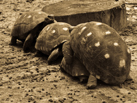 foursome extreme turtle sex Santa Cruz, Santa Cruz Department, Bolivia, South America
