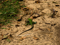 green lizard Santa Cruz, Santa Cruz Department, Bolivia, South America
