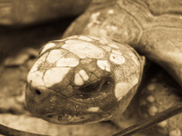 turtle head Santa Cruz, Santa Cruz Department, Bolivia, South America