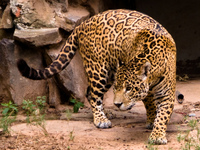 jaguar Santa Cruz, Santa Cruz Department, Bolivia, South America