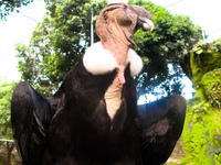 andean condor Santa Cruz, Santa Cruz Department, Bolivia, South America