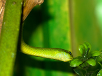poison green snake Santa Cruz, Santa Cruz Department, Bolivia, South America