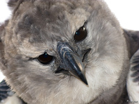 view--gray falcon Santa Cruz, Santa Cruz Department, Bolivia, South America