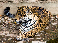 resting jaguar Santa Cruz, Santa Cruz Department, Bolivia, South America