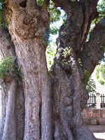 ancient tree Sucre, Santa Cruz Department, Bolivia, South America