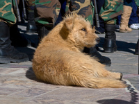 bolivian dog Uyuni, Potosi, Potosi Department, Bolivia, South America