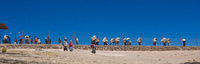 ant workers in villazon Humahuaca, La Quiaca, Villazon, Tupiza, Jujuy Province, Potosi Department, Argentina, Bolivia, South America
