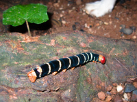 view--caterpillar of alice in wonderland Sao Jorge, Goias (GO), Brazil, South America