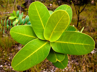 leaves of turtle shell Sao Jorge, Goias (GO), Brazil, South America
