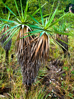 mini palm tree Sao Jorge, Goias (GO), Brazil, South America