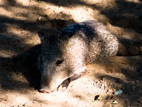 wild boar Fazenda Santa Clara, Mato Grosso do Sul (MS), Brazil, South America