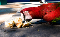 red mccraw eating bread Fazenda Santa Clara, Mato Grosso do Sul (MS), Brazil, South America