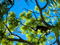 monkey in tree Fazenda Santa Clara, Mato Grosso do Sul (MS), Brazil, South America