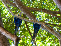 blue mccraw couple Fazenda Santa Clara, Mato Grosso do Sul (MS), Brazil, South America