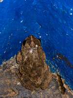 sewage toad Fazenda Santa Clara, Mato Grosso do Sul (MS), Brazil, South America