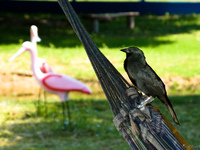 view--black bird on hammock Fazenda Santa Clara, Mato Grosso do Sul (MS), Brazil, South America